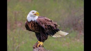 Звук крика орла.Звук орла