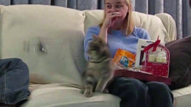 кошачьи испуги 