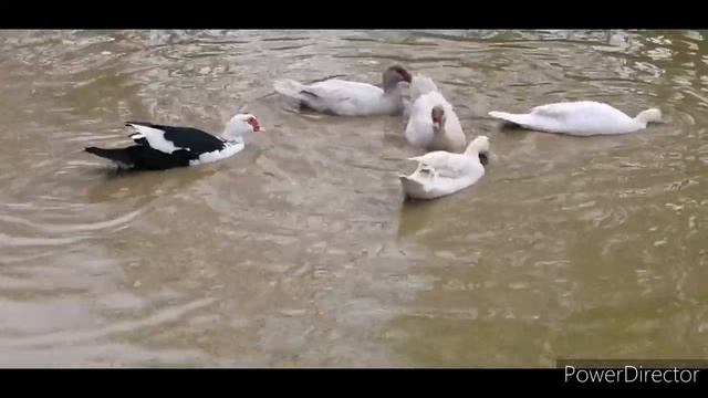 Индюк порвал индюшку. Попонки для птицы. смотреть онлайн