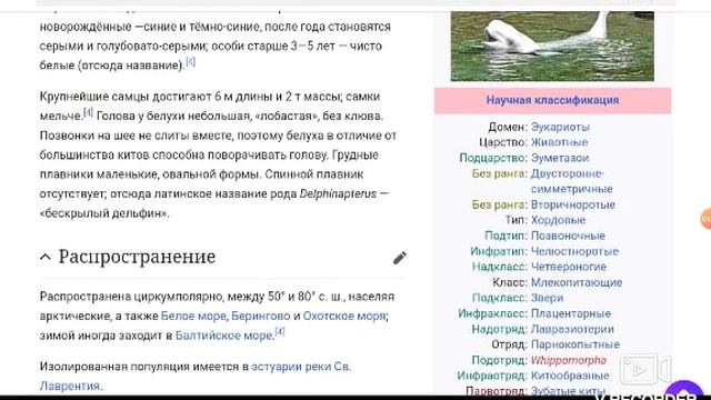 Википедия кожистой черепахи и белухи смотреть онлайн