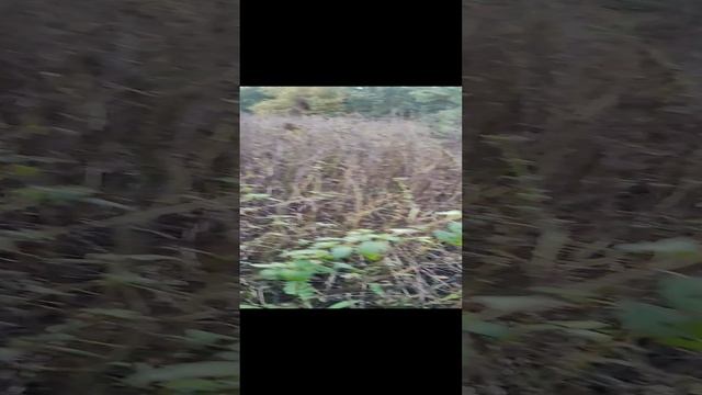 Rutube_account_22074246