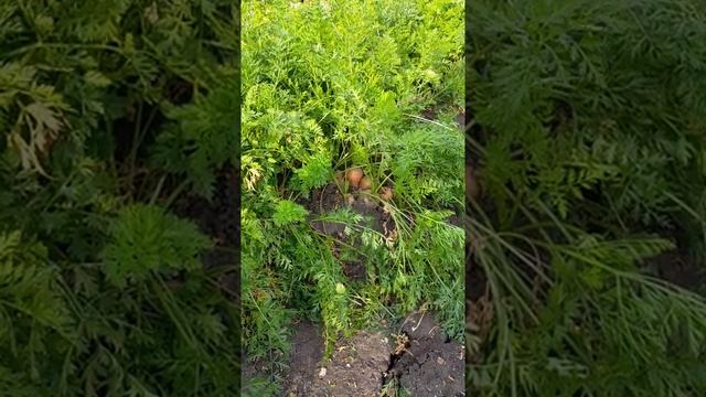 Борьба с морковной мухой. смотреть онлайн