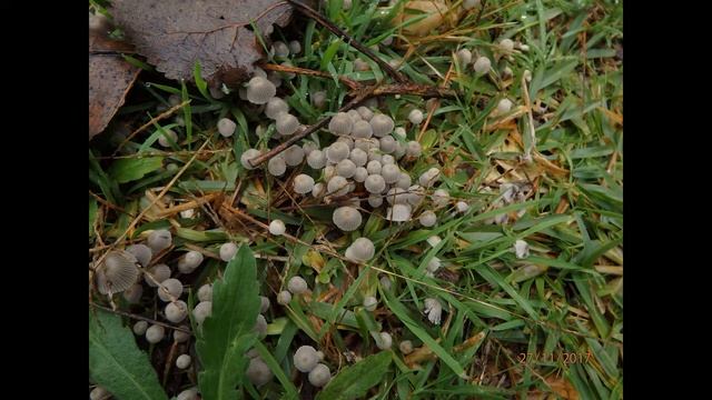Coprinellus disseminatus (formerly Coprinus disseminatus; "fairy inkcap"or "trooping crumble cap" смотреть онлайн