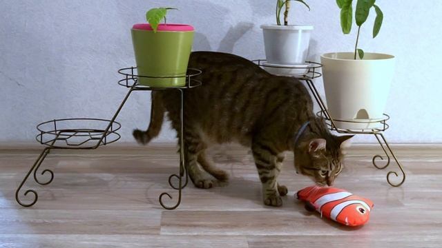 Породистый и обычный кот РЕАКЦИЯ на живую рыбу / Purebred vs common cat смотреть онлайн