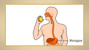 Пищеварительная система. Видеоурок по окружающему миру 4  класс