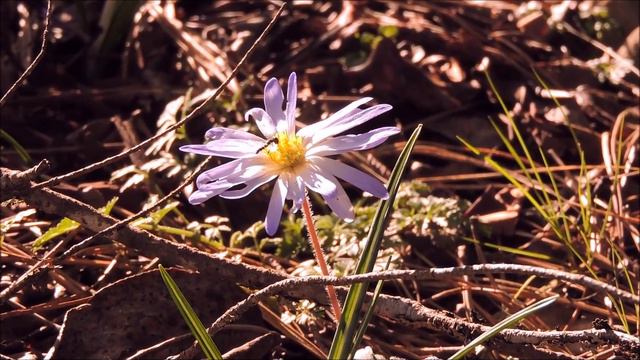 Syrphid on Anemone blanda смотреть онлайн