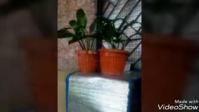 NOVEMBER 2017 | Houseplants ¹ | Grow Green Go смотреть онлайн