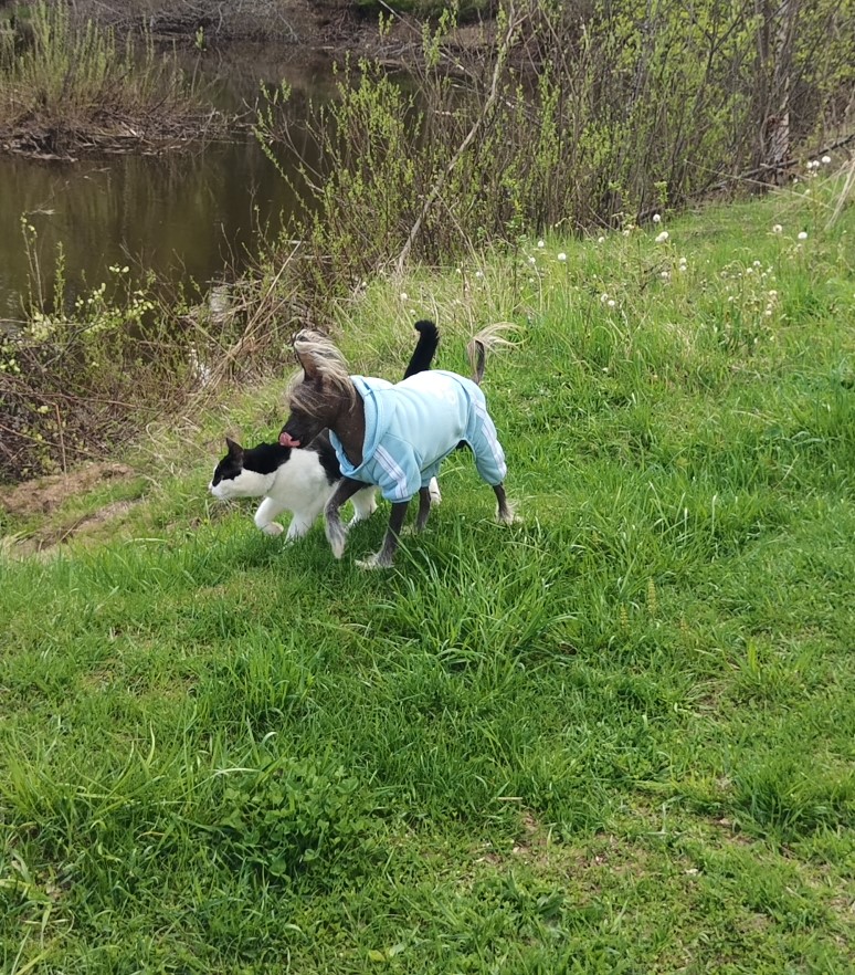 КАК ДОСТАТЬ КОТА?