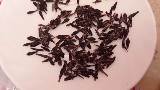 Какие цветы сею в последнюю очередь (алиссум, георгина Фигаро, портулак, львиный зев)