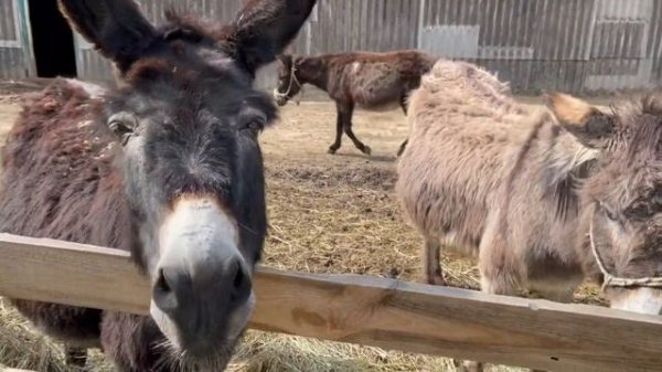 Ослиная ферма Osloff