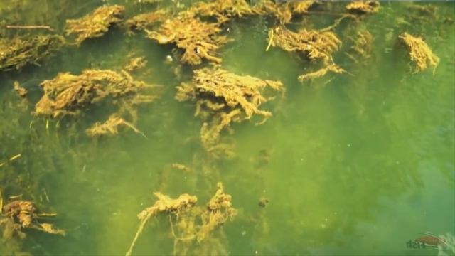 ? КОГДА КЛЕВ ? ЛУЧШЕ, УТРОМ ИЛИ ВЕЧЕРОМ! Разберёмся с этим вопросом!!! смотреть онлайн