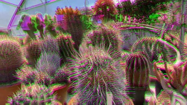 Private #cactus and #succulent collection 40 years old! смотреть онлайн