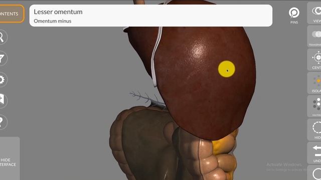 Liver (Part 2) | GIT Anatomy смотреть онлайн