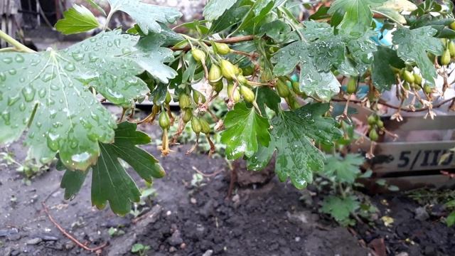 Никогда НЕ покупаю МЫТУЮ морковь и вот почему смотреть онлайн