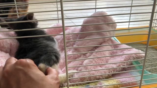 Котенок хромает на лапу, что это может быть? Часть 3 смотреть онлайн