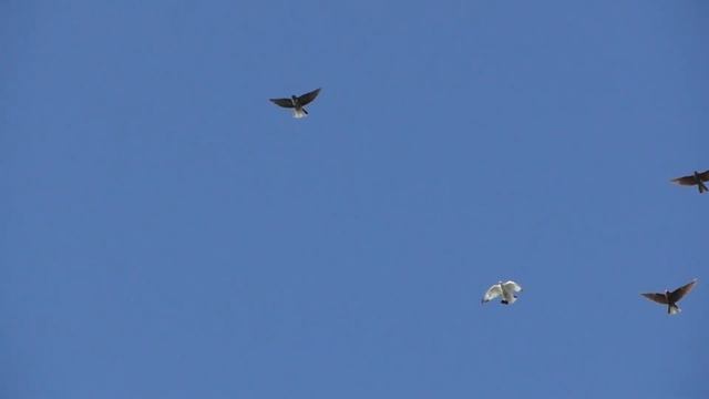 Голуби летают на время (01.07.2017) смотреть онлайн