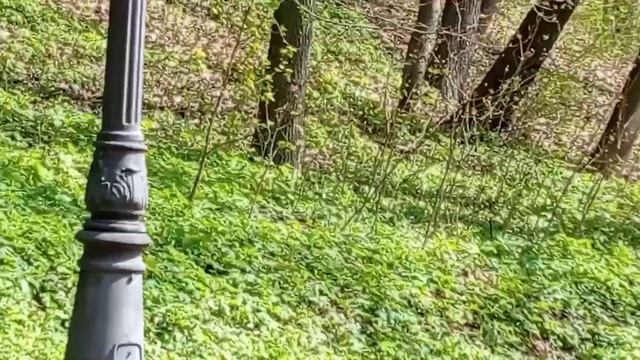 "Русалкины ворота" в парке "Царицыно". Лебеди в пруду. смотреть онлайн