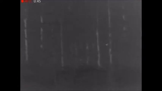 Thermal footage of Nightjars in Staffordshire смотреть онлайн