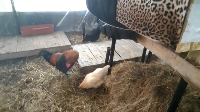 Утепление выгула и крольчатника. смотреть онлайн