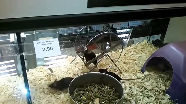 В магазине животных,бешиные полевые мышки. смотреть онлайн