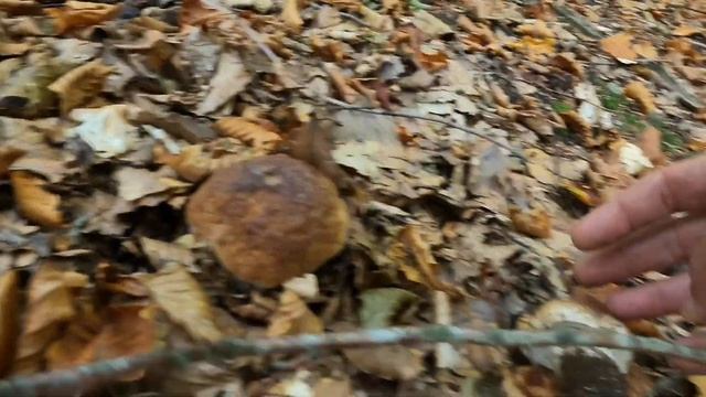 LA SDRAIATA dei PORCINI parte 2 ! Gli incredibili , le BOMBE e poi lei , la fungaia PAURA! смотреть онлайн