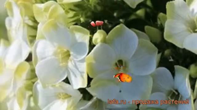 Флокс метельчатый Грин Лиф (phlox paniculata) ? Грин Лиф обзор: как сажать, рассада флокса Грин Лиф смотреть онлайн