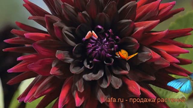 Георгина полукактусовая Блэк Визард ? обзор: как сажать, рассада георгины Блэк Визард смотреть онлайн