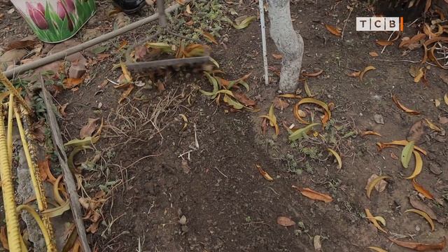 Готовим сад к зиме. 6 соток 08.11.2021 смотреть онлайн