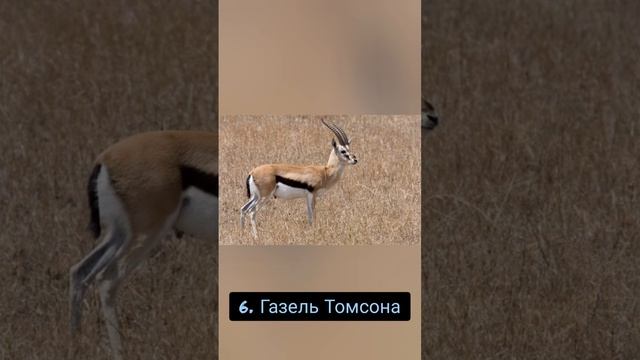 Топ-10 самых быстрых наземных животных смотреть онлайн