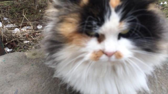 ВСЕ ЛЮБЯТ КОТИКОВ | Everyone Loves Cats