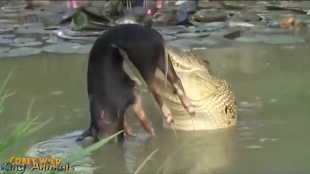 Animal fights 2018 - Cobra vs Turtle, Lion vs Warthog, Crocodile eats Hippo, Zebra, Deer смотреть онлайн
