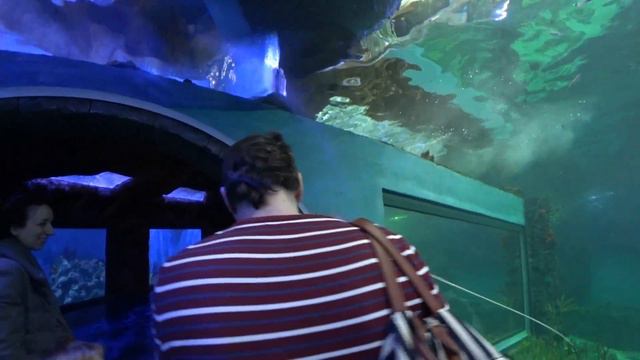Океанариум в Крокус Сити в Москве - морская его часть смотреть онлайн