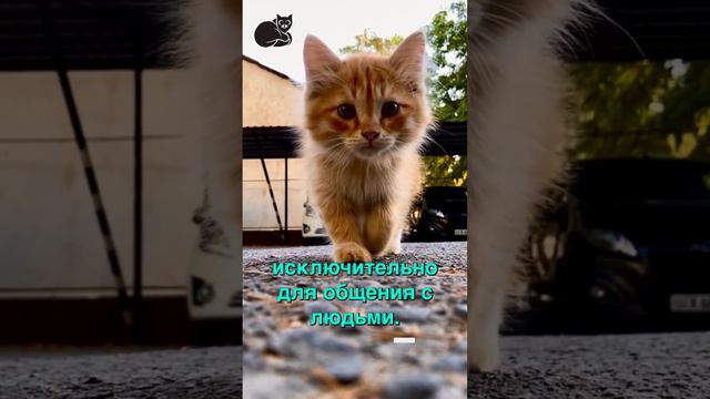 Mяуканьe. #котик #киса #собака #пёсик #уход #факты #интересно #умнее #это_надо #пригодится смотреть онлайн