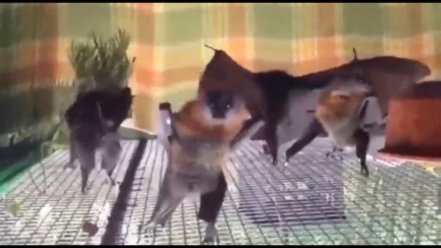 Танец летучих лисиц ??? ) смотреть онлайн