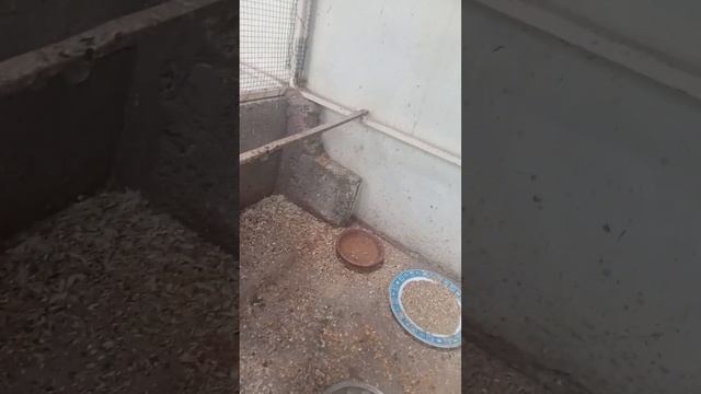 cocktail creem and perl jore ne pehla anda de diya смотреть онлайн