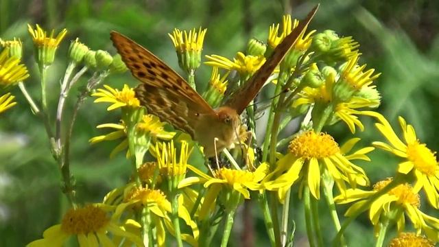 Июль. смотреть онлайн