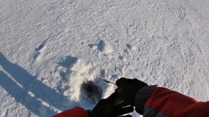 Зимняя рыбалка, обзор палки Stinger arctic char sensor. Отлично подходит для ловли окуня.