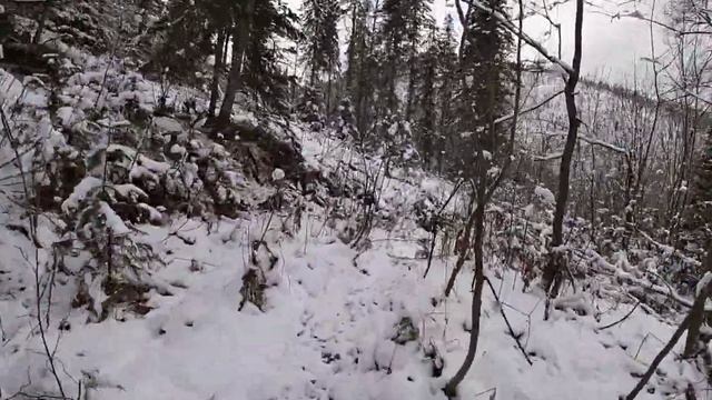 Зимний Лес смотреть онлайн