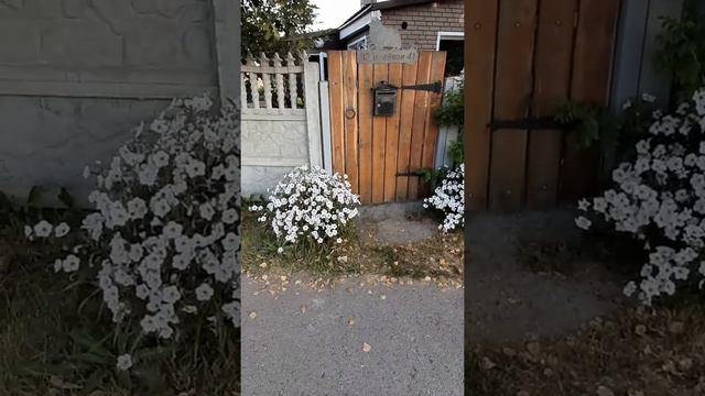 петуния Тайдл Вэйв Сильвер (Tidal Wave Silver)