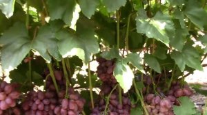 #71-3 В гостях у Димы Ткаченко. Новые г/ф винограда, от которых мы в шоке второй раз за сезон.