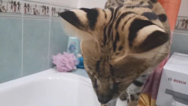 Сервал играет с людьми