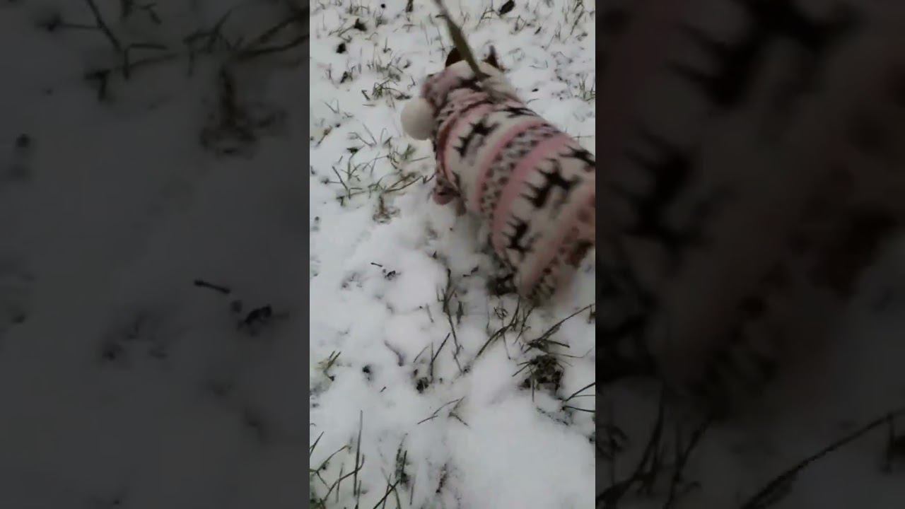 19 ноября 2023 г.