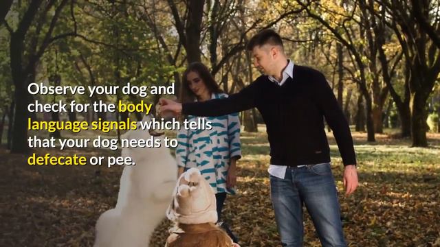 How Should you Potty Train a Yorkshire Terrier? This is the Secret Tips that No one Tells you.. смотреть онлайн