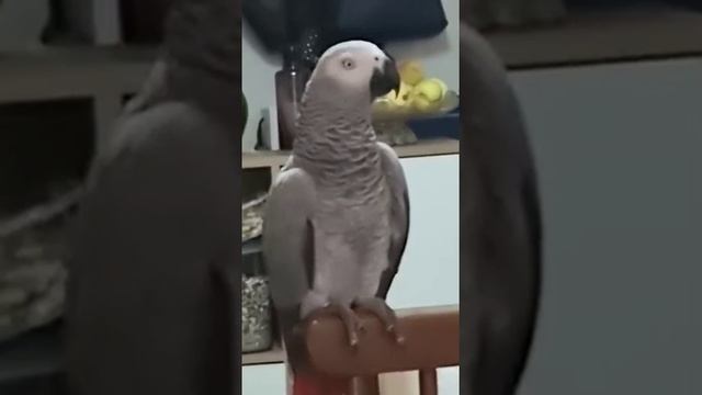 хочешь урок? спою некрасиво. кар кар корова... смотреть онлайн