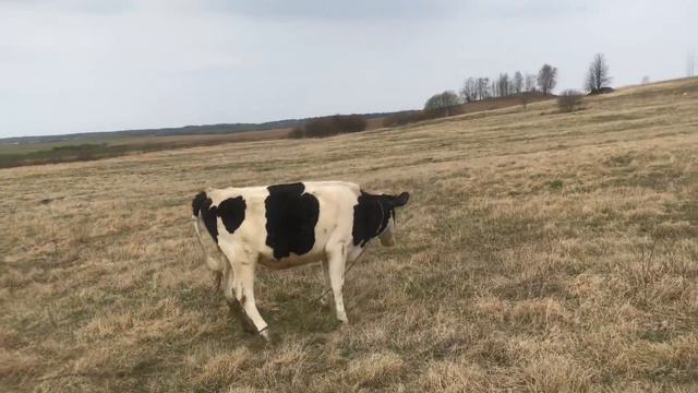 Коровы на пастбище. Поросята после кастрации смотреть онлайн