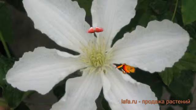 Клематис крупноцветковый Джон Хукстэйбл 🌿 обзор: как сажать, саженцы клематиса Джон Хукстэйбл смотреть онлайн