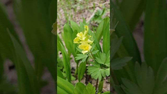 #Хохлатка #Жёлтая #Цветы смотреть онлайн