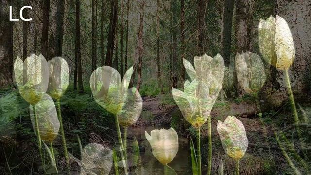 Слушание пения птиц очень полезно для сна. #пениептиц #музыкадлясна