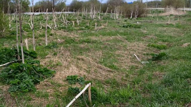Дмитровский район. Борщевик готовится к летнему сезону смотреть онлайн