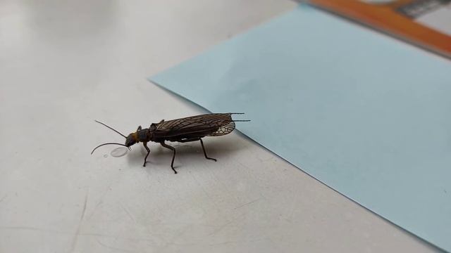 Веснянка | Plecoptera смотреть онлайн